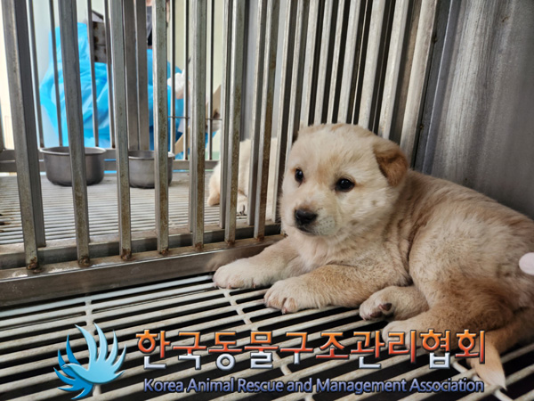 한국동물구조관리협회_441409202500178